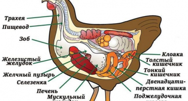Co dělat, když má kuře ucpanou strumu, příčiny a způsoby léčby